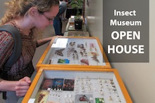 Student at Insect Museum open house